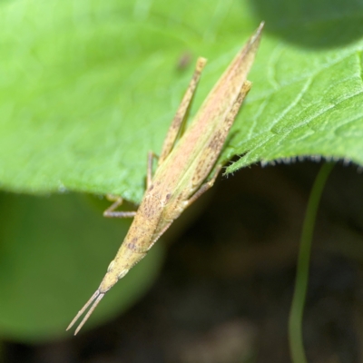 Atractomorpha similis at Girards Hill, NSW - 30 Jul 2024 by Hejor1