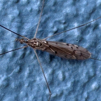 Limoniidae (family) (Unknown Limoniid Crane Fly) at Coffs Harbour, NSW - 30 Jul 2024 by Hejor1