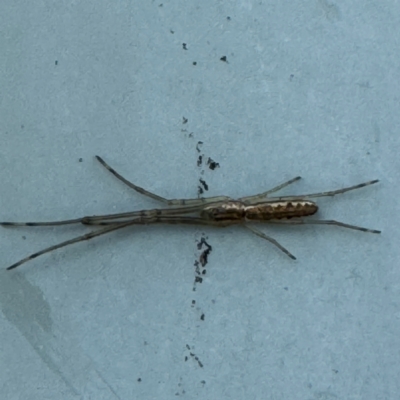 Tetragnatha sp. (genus) at Coffs Harbour, NSW - 30 Jul 2024 by Hejor1