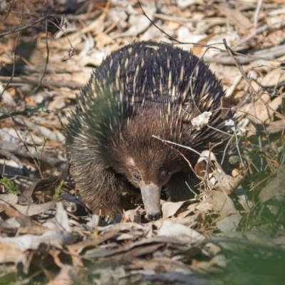 Tachyglossus aculeatus (Short-beaked Echidna) at Denman Prospect, ACT - 30 Jul 2024 by Kenp12