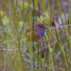 Stipiturus malachurus (Southern Emu-wren) at Lake Cathie, NSW - 27 Nov 2023 by KorinneM