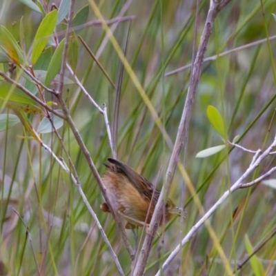 Stipiturus malachurus (Southern Emu-wren) at Lake Cathie, NSW - 27 Nov 2023 by KorinneM