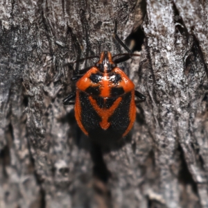 Agonoscelis rutila at Hackett, ACT - 30 Jul 2024 01:46 PM