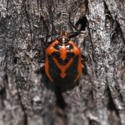 Agonoscelis rutila (Horehound bug) at Hackett, ACT - 30 Jul 2024 by jb2602