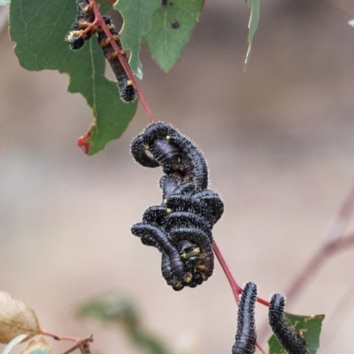 Perga sp. (genus) (Sawfly or Spitfire) at Richardson, ACT - 16 Jul 2024 by RomanSoroka