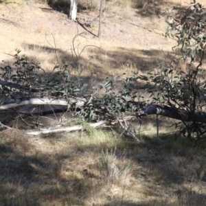 Eucalyptus pauciflora at Hackett, ACT - 30 Jul 2024