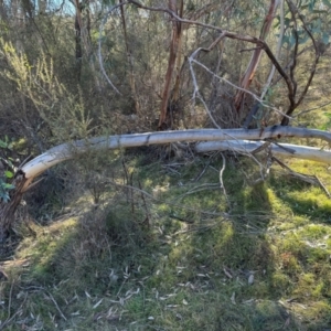 Eucalyptus pauciflora at Hackett, ACT - 30 Jul 2024