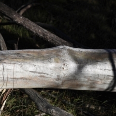 Eucalyptus pauciflora at Hackett, ACT - 30 Jul 2024