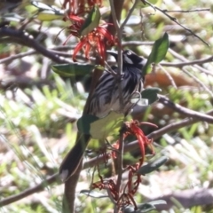 Phylidonyris novaehollandiae (New Holland Honeyeater) at Acton, ACT - 30 Jul 2024 by HappyWanderer