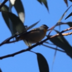 Pardalotus punctatus (Spotted Pardalote) at Acton, ACT - 30 Jul 2024 by HappyWanderer