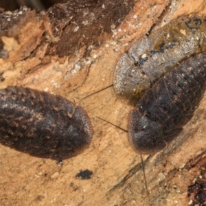 Laxta granicollis at Melba, ACT - 30 Jul 2024 12:32 PM