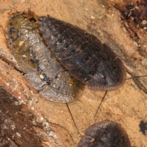 Laxta granicollis at Melba, ACT - 30 Jul 2024 12:32 PM