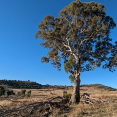 Eucalyptus melliodora (Yellow Box) at Kambah, ACT - 30 Jul 2024 by HelenCross