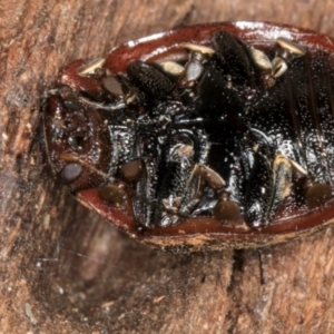 Trachymela sp. (genus) at Melba, ACT - 30 Jul 2024 01:22 PM