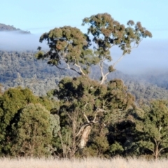 Eucalyptus melliodora (Yellow Box) at Kambah, ACT - 26 Jul 2024 by HelenCross