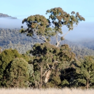 Eucalyptus melliodora at Kambah, ACT - 27 Jul 2024