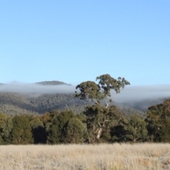 Eucalyptus melliodora at Kambah, ACT - 27 Jul 2024