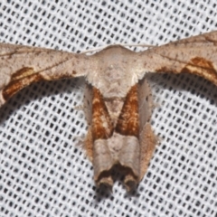 Unidentified Other moth at Sheldon, QLD - 9 Mar 2024 by PJH123