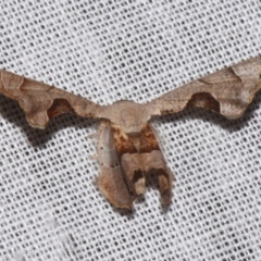 Balantiucha cyclocrossa (An Uraniid moth (Eplipleminae)) at Sheldon, QLD - 9 Mar 2024 by PJH123