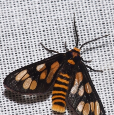 Amata (genus) (Handmaiden Moth) at Sheldon, QLD - 9 Mar 2024 by PJH123