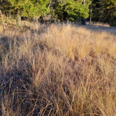 Eragrostis curvula (African Lovegrass) at Isaacs, ACT - 30 Jul 2024 by Mike