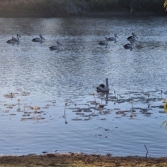 Pelecanus conspicillatus (Australian Pelican) at Warumungu, NT - 30 Jul 2024 by AliClaw