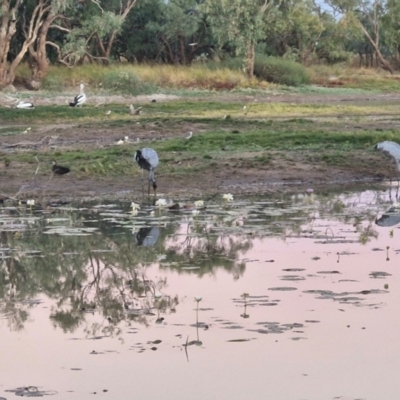 Grus rubicunda (Brolga) at Warumungu, NT - 30 Jul 2024 by AliClaw