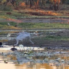 Grus rubicunda (Brolga) at Warumungu, NT - 30 Jul 2024 by AliClaw