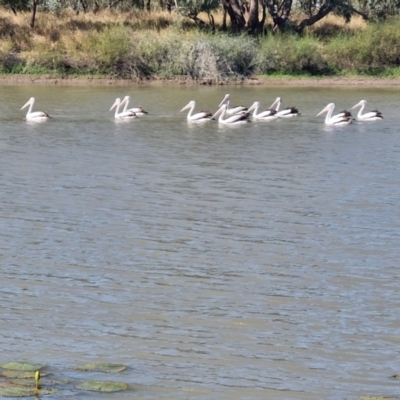 Pelecanus conspicillatus (Australian Pelican) at Tablelands, NT - 30 Jul 2024 by AliClaw