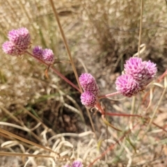 Ptilotus (genus) (Pussy Tails) at Birdum, NT - 29 Jul 2024 by AliClaw