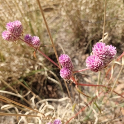 Ptilotus (genus) (Pussy Tails) at Birdum, NT - 29 Jul 2024 by AliClaw