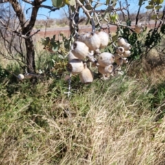 Corymbia (genus) (Bloodwoods) at Birdum, NT - 29 Jul 2024 by AliClaw