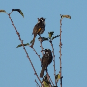 Phylidonyris novaehollandiae at Conder, ACT - 6 May 2014