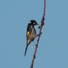 Phylidonyris novaehollandiae at Conder, ACT - 6 May 2014