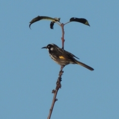 Phylidonyris novaehollandiae at Conder, ACT - 6 May 2014 07:07 PM