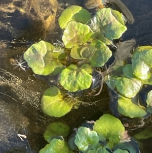 Rorippa nasturtium-aquaticum at Taylor, ACT - 30 Jul 2024