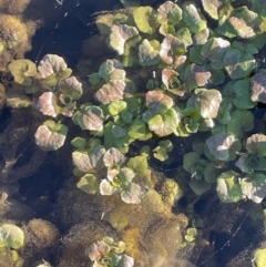 Rorippa nasturtium-aquaticum at Taylor, ACT - 30 Jul 2024