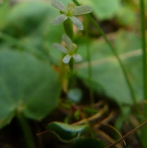 Stylidium despectum at Borough, NSW - suppressed