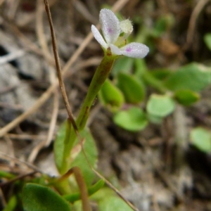 Stylidium despectum at Borough, NSW - suppressed