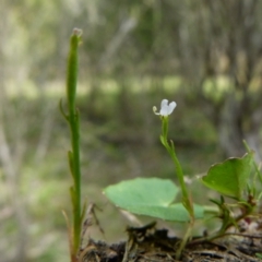 Stylidium despectum at Borough, NSW - suppressed