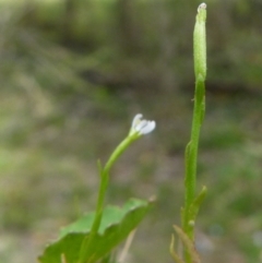 Stylidium despectum at Borough, NSW - suppressed