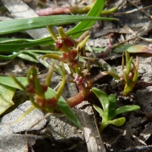 Myriophyllum glomeratum at Borough, NSW - suppressed