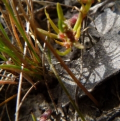 Myriophyllum glomeratum at Borough, NSW - suppressed