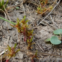 Myriophyllum glomeratum at Borough, NSW - suppressed