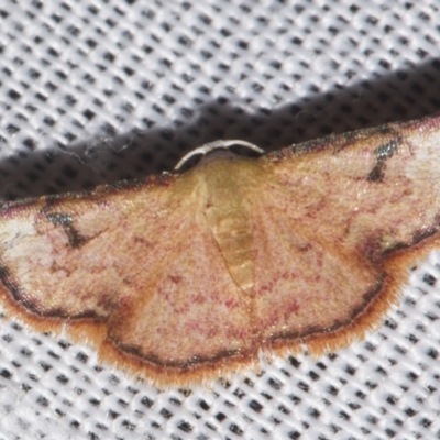 Enispa parva (An Erebid moth (Acontiinae) at Sheldon, QLD by PJH123