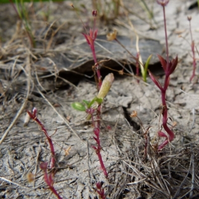 Crassula peduncularis (Purple Stonecrop) at Borough, NSW - 1 Nov 2015 by Paul4K