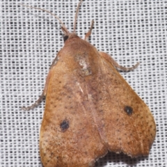 Hyblaea ibidias (A Teak moth (Hyblaeidae family).) at Sheldon, QLD - 8 Mar 2024 by PJH123