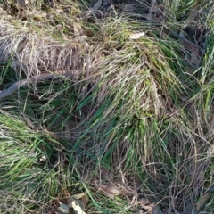 Nassella neesiana (Chilean Needlegrass) at Symonston, ACT - 14 Jul 2024 by CallumBraeRuralProperty