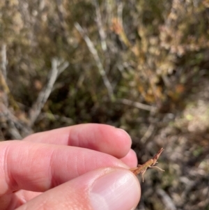 Keyacris scurra at Wamboin, NSW - suppressed