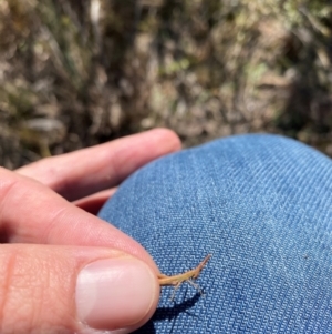 Keyacris scurra at Wamboin, NSW - suppressed